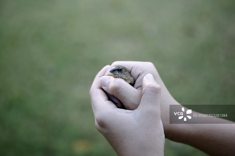 男孩手捧小鸟图片素材