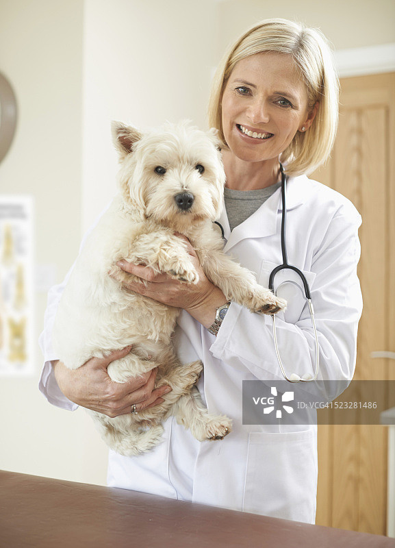 女兽医与狗图片素材