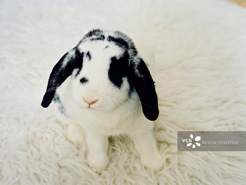 侏儒兔坐在地毯上图片素材