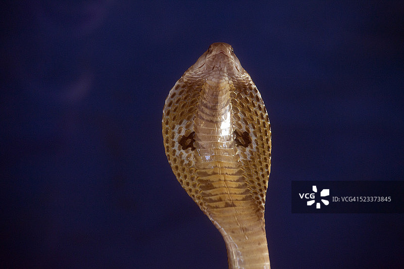 剧毒印度眼镜蛇特写图片素材