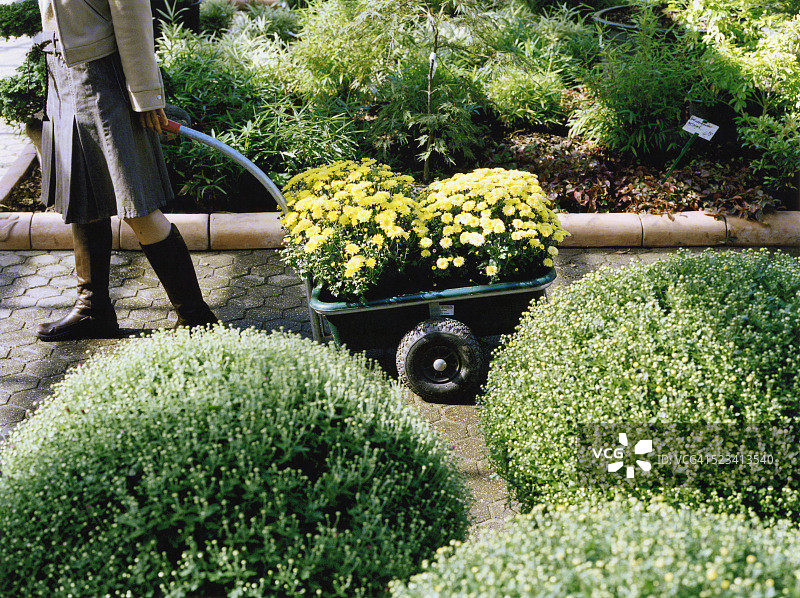 女人在花园里推独轮车图片素材