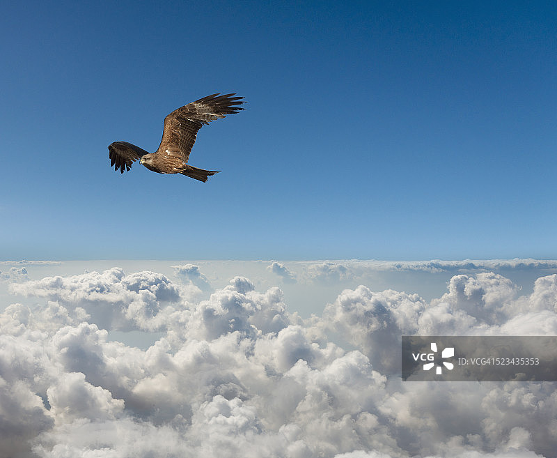 云层之上的猛禽图片素材