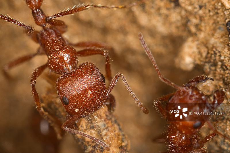 红蚂蚁特写图片素材