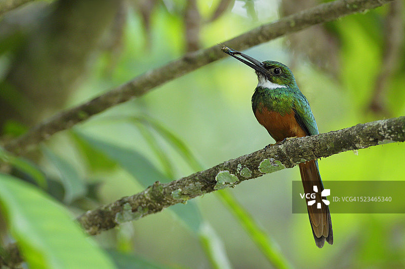 带有食物的棕尾鵟图片素材