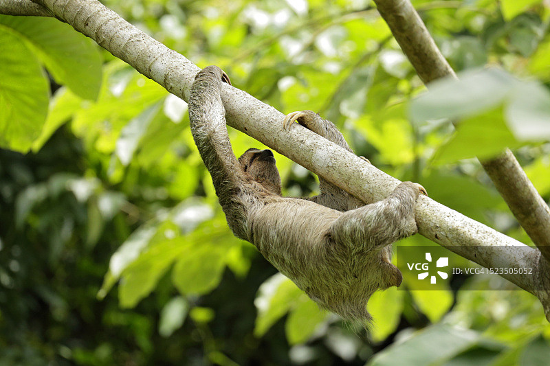 三趾树懒从树上下来图片素材