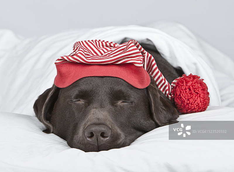 戴着睡帽的睡眠巧克力色拉布拉多犬图片素材