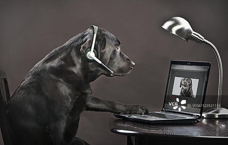 拉布拉多犬在笔记本电脑上参加电话会议图片素材