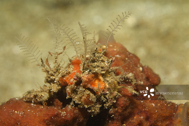 伪装良好的装饰蟹图片素材