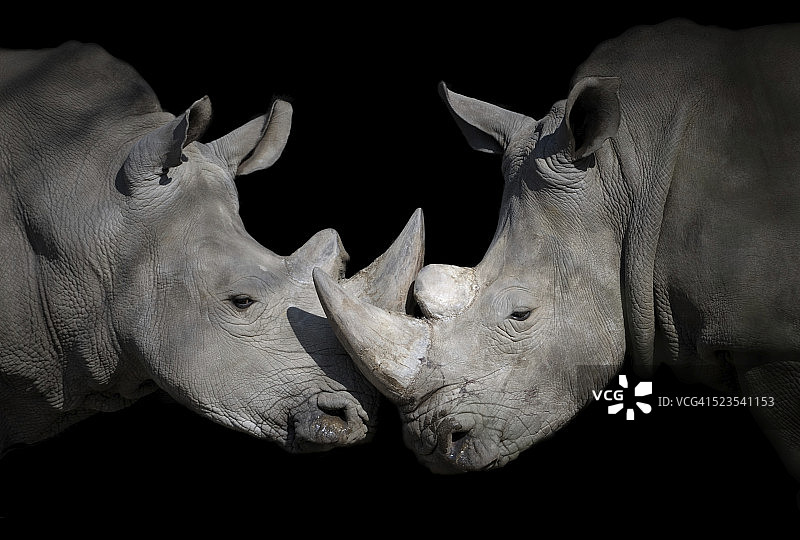 偶遇白犀牛图片素材