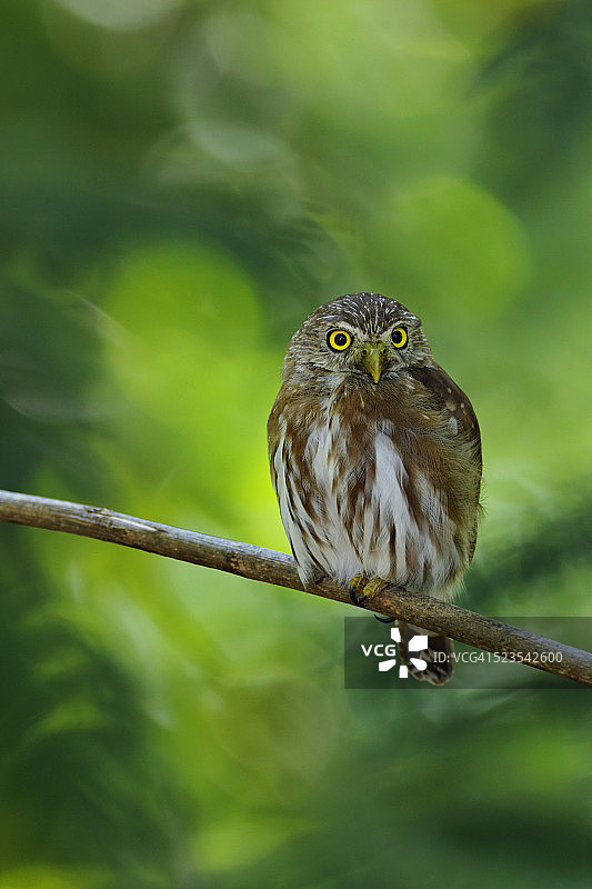 棕色侏儒鸮图片素材