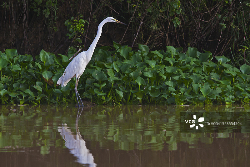 大白鹭在河岸边捕食图片素材