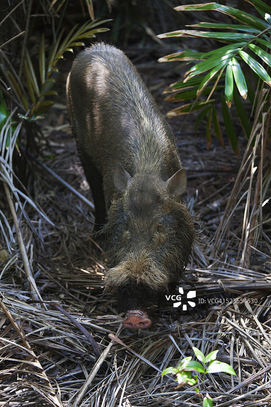 一只婆罗洲须猪（Sus barbatus）图片素材