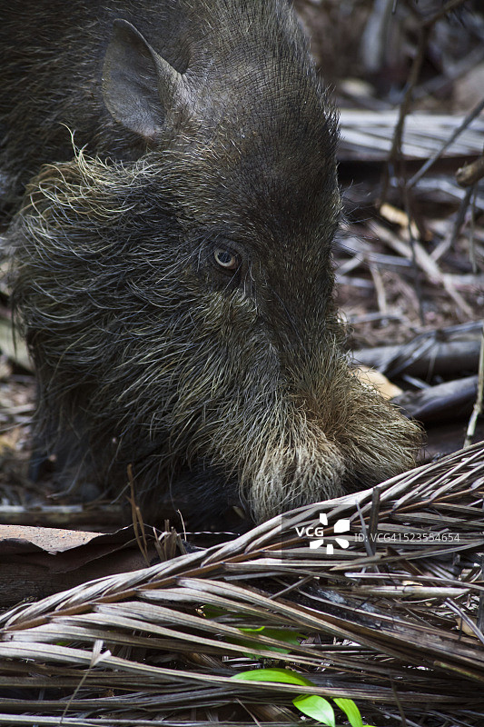 一只婆罗洲须猪（Sus barbatus）图片素材