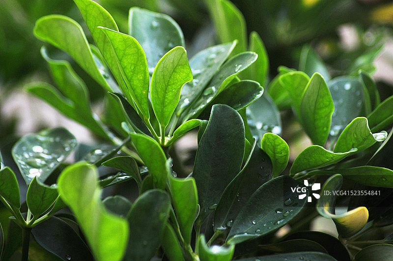绿色植物上的雨滴图片素材