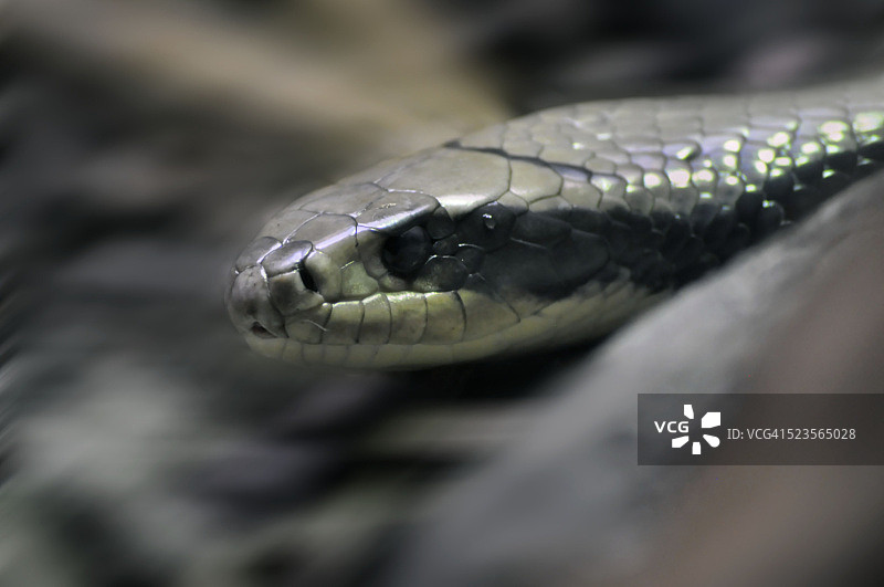 黑曼巴图片素材