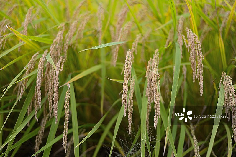 稻米收割图片素材