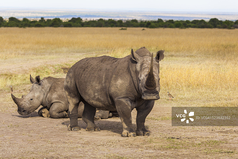 稀有白色犀牛图片素材