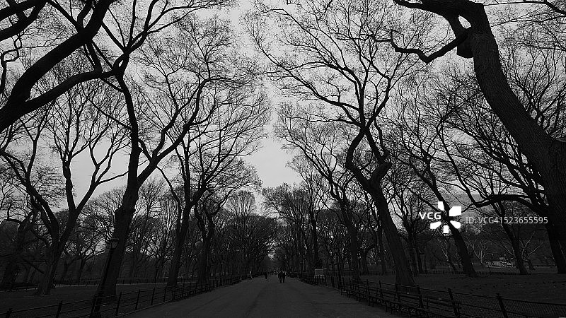 纽约中央公园的林荫道和文学步道图片素材