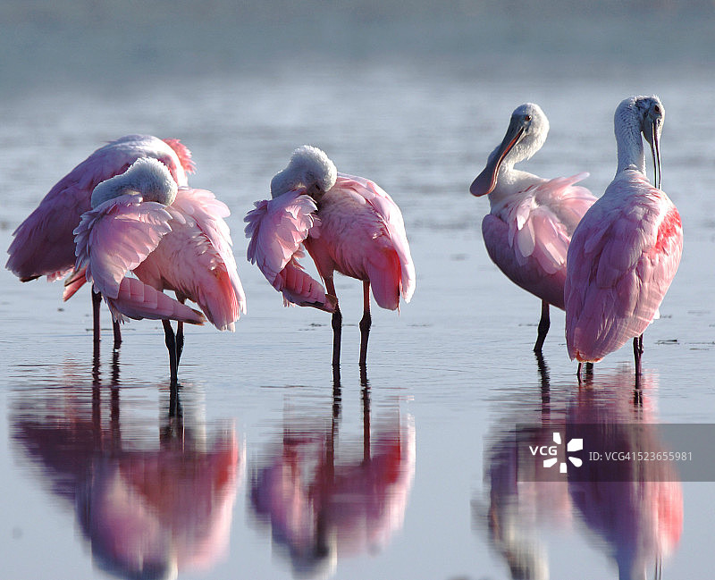 五只琵鹭图片素材