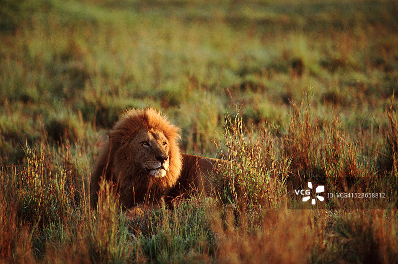 躺在草地上的狮子 - 肯尼亚马赛马拉国家保护区图片素材