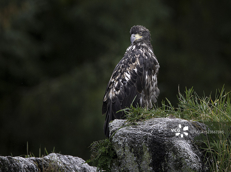 栖息的未成年秃鹰图片素材