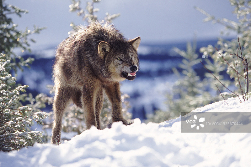 咆哮的狼图片素材