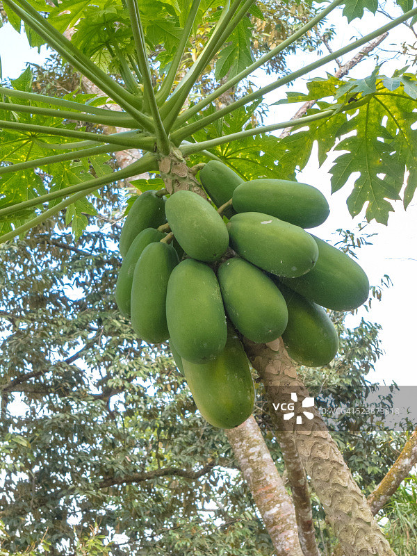 生长在树上的木瓜果实——马来西亚图片素材
