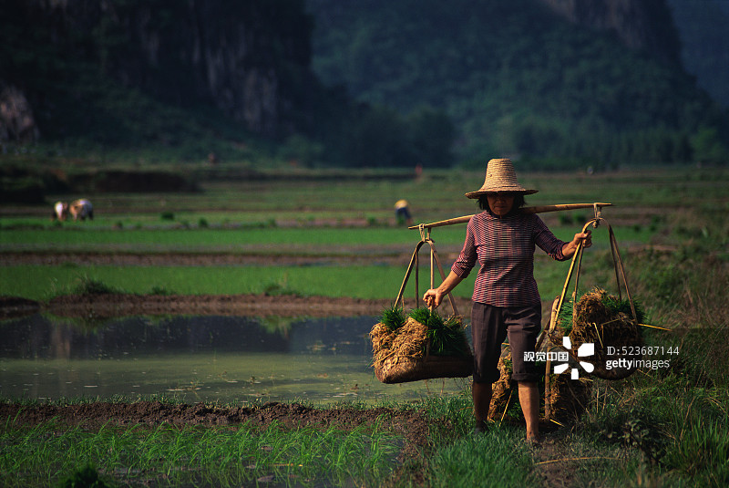 农民正在种植水稻图片素材