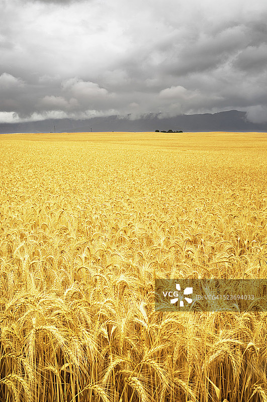 多云天空下的美丽麦田图片素材