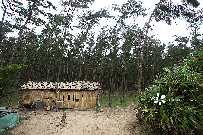 临时房屋背景：木麻黄树图片素材