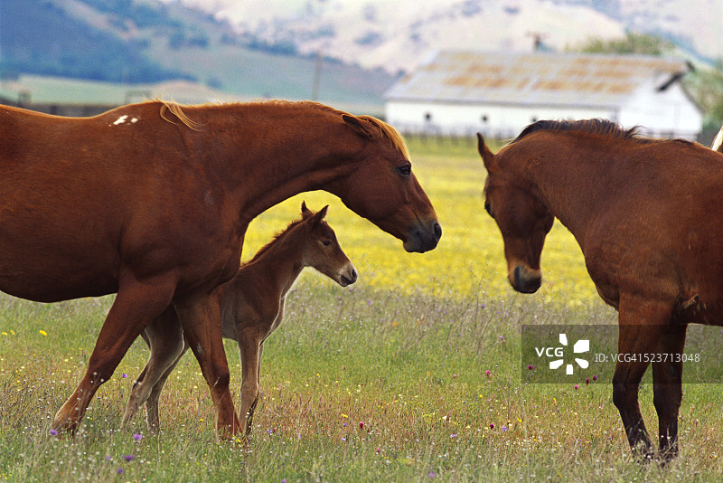 马和幼马图片素材