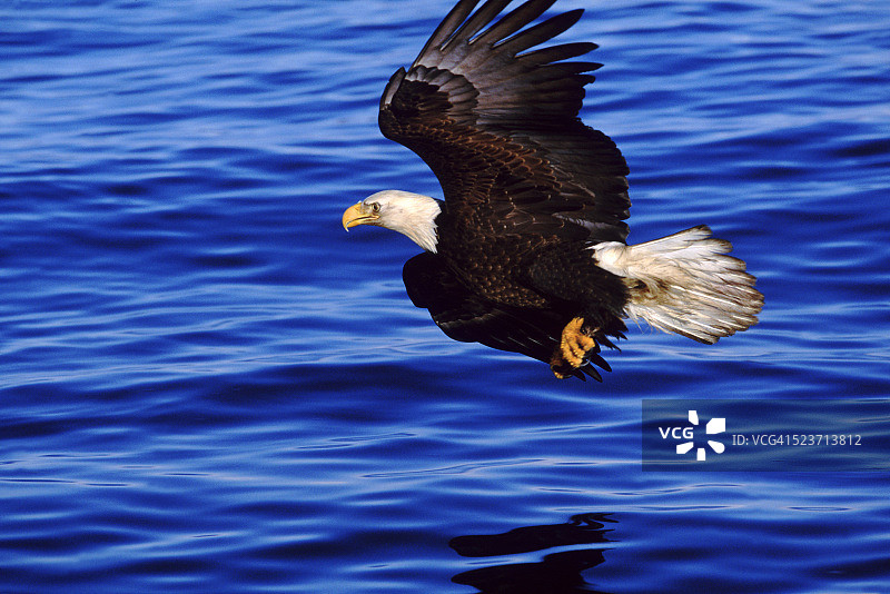 飞翔中的老鹰图片素材