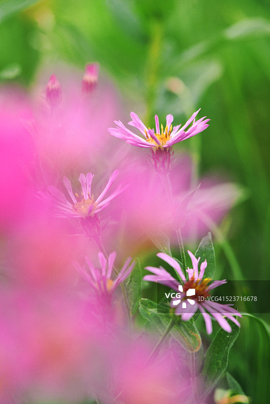 高山紫菀图片素材