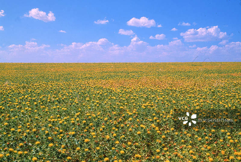 红花草地图片素材
