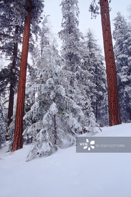 奥卡诺根国家森林的松树图片素材