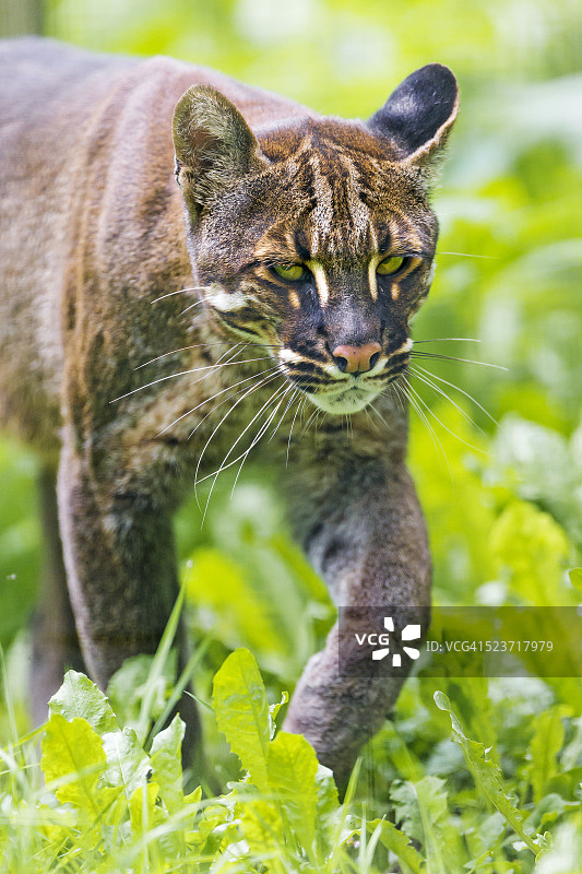 行走中的亚洲金猫图片素材