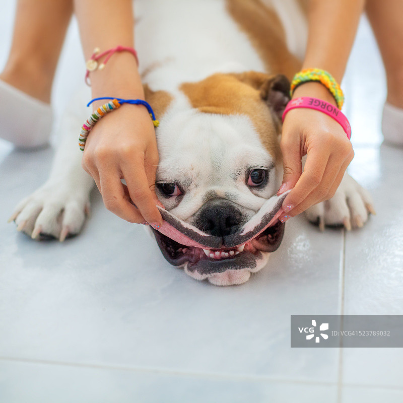 微笑的英国斗牛犬幼犬图片素材