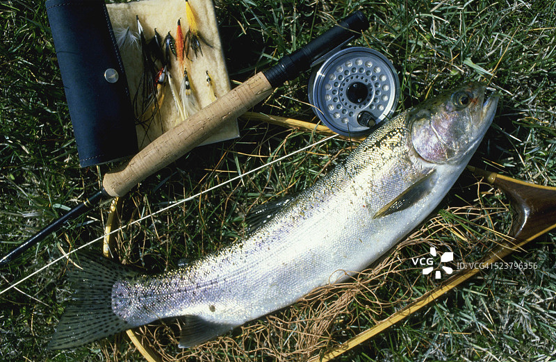 渔网中的鱼图片素材