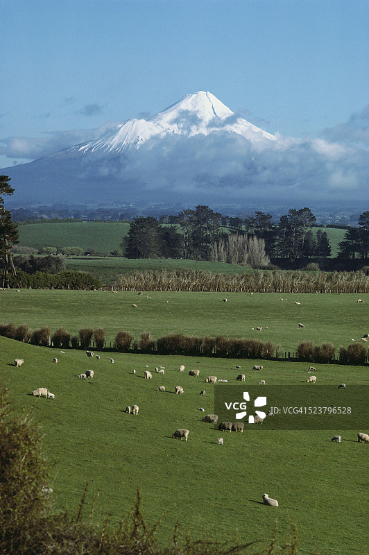 埃格蒙特山附近的绵羊牧场图片素材