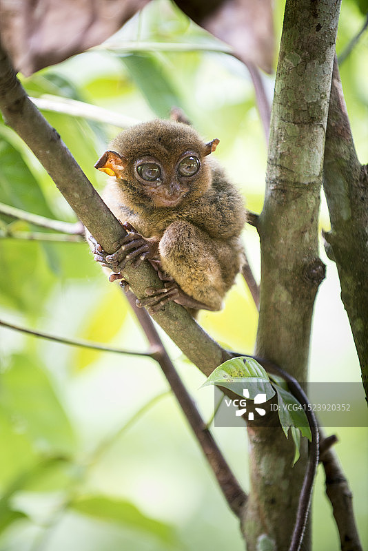 菲律宾眼镜猴图片素材
