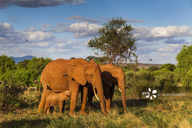 日落时分的肯尼亚桑布鲁大象家庭图片素材