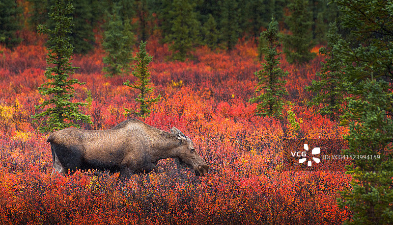 阿拉斯加秋叶下的驼鹿图片素材