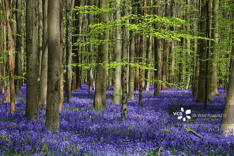 比利时哈勒的哈勒森林与风信子花图片素材