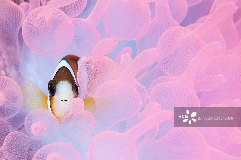 粉色思考图片素材