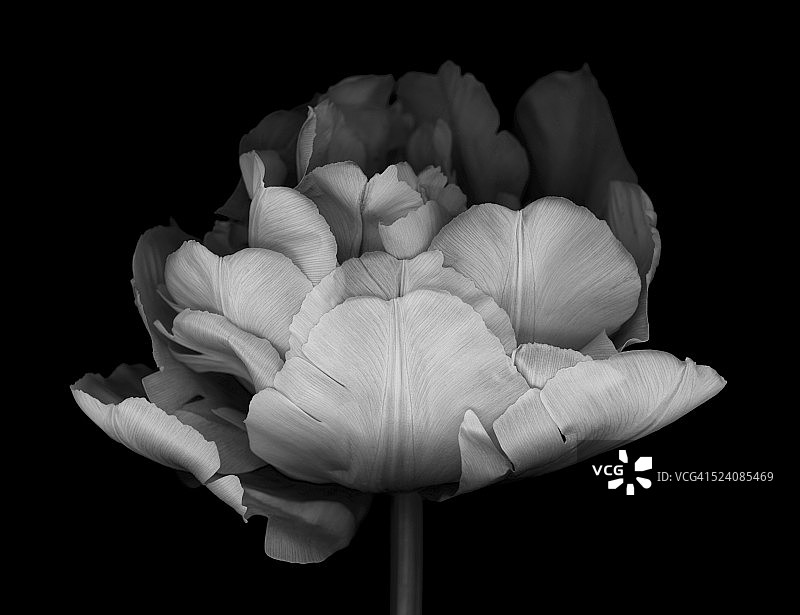 单色双瓣郁金香图片素材