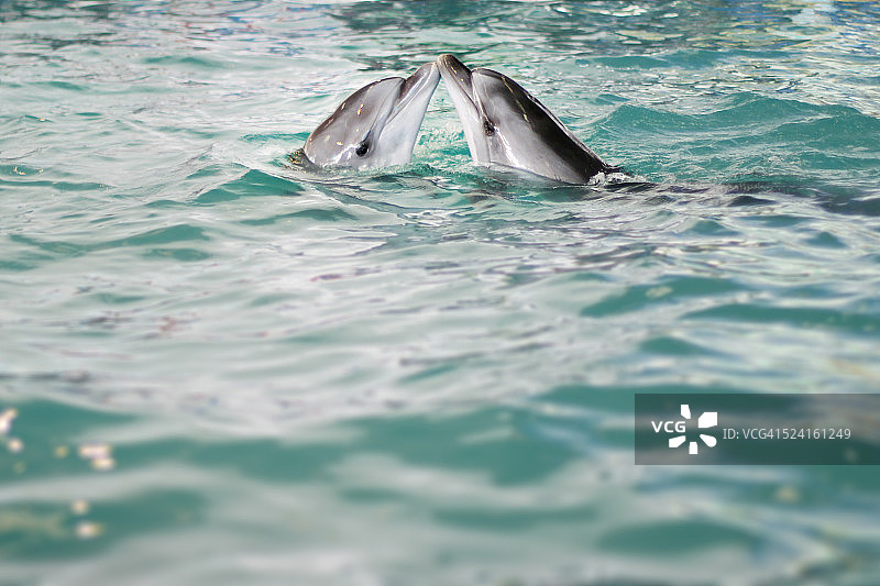 宽吻海豚嘴巴接触图片素材