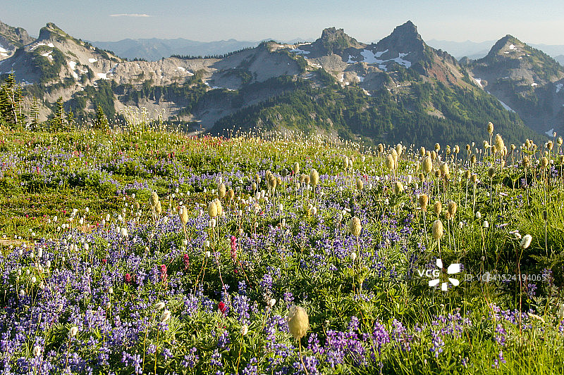 羽扇豆和塔图什山脉图片素材