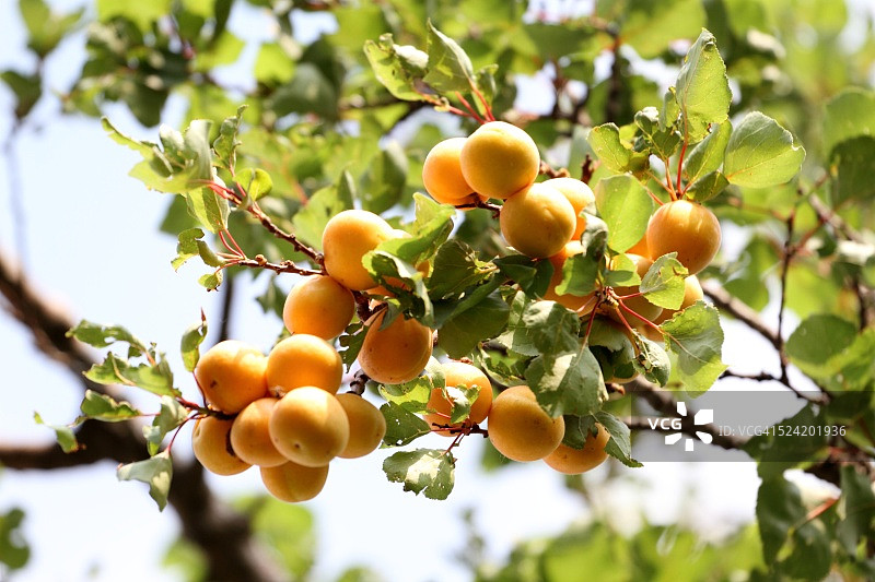 杏子图片素材