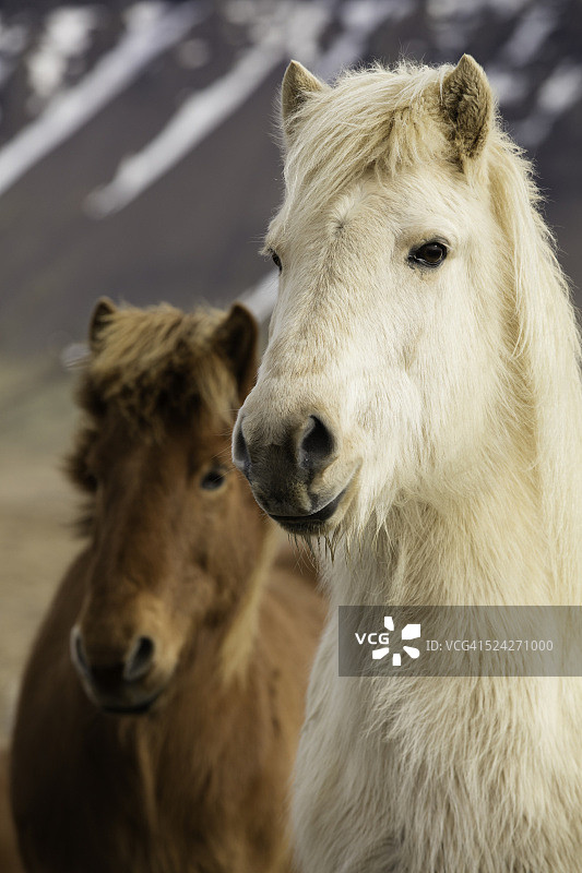 山前的一对冰岛马图片素材
