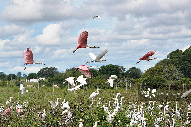 潘帕斯草原上的鸟儿图片素材